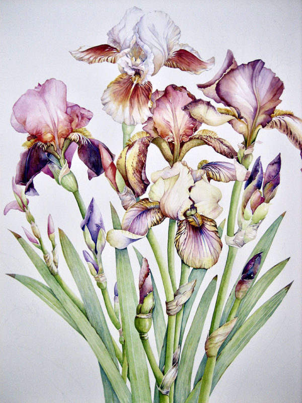 BOTANICALS - Carol Hartley